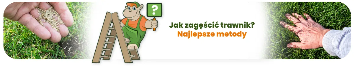 Jak zagęścić trawnik? Najlepsze metody